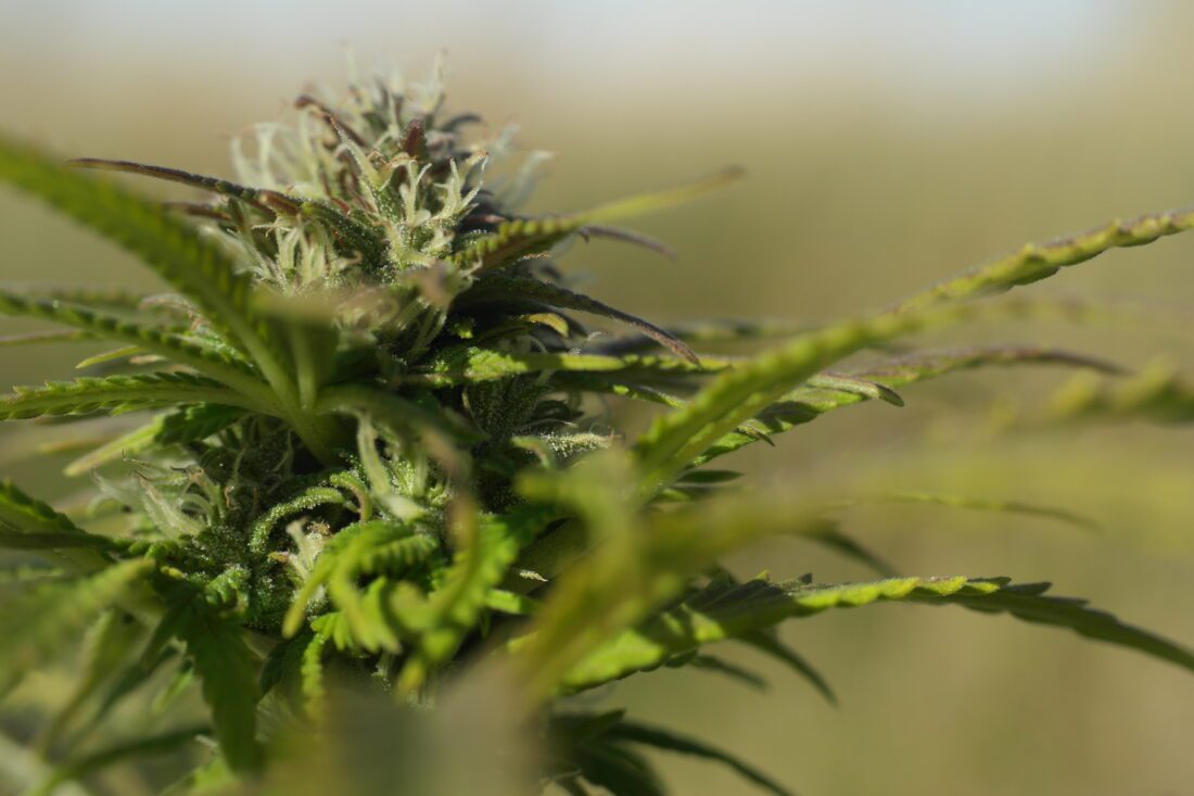 Sunburn Cannabis opens in the Cape - Cape Coral Breeze